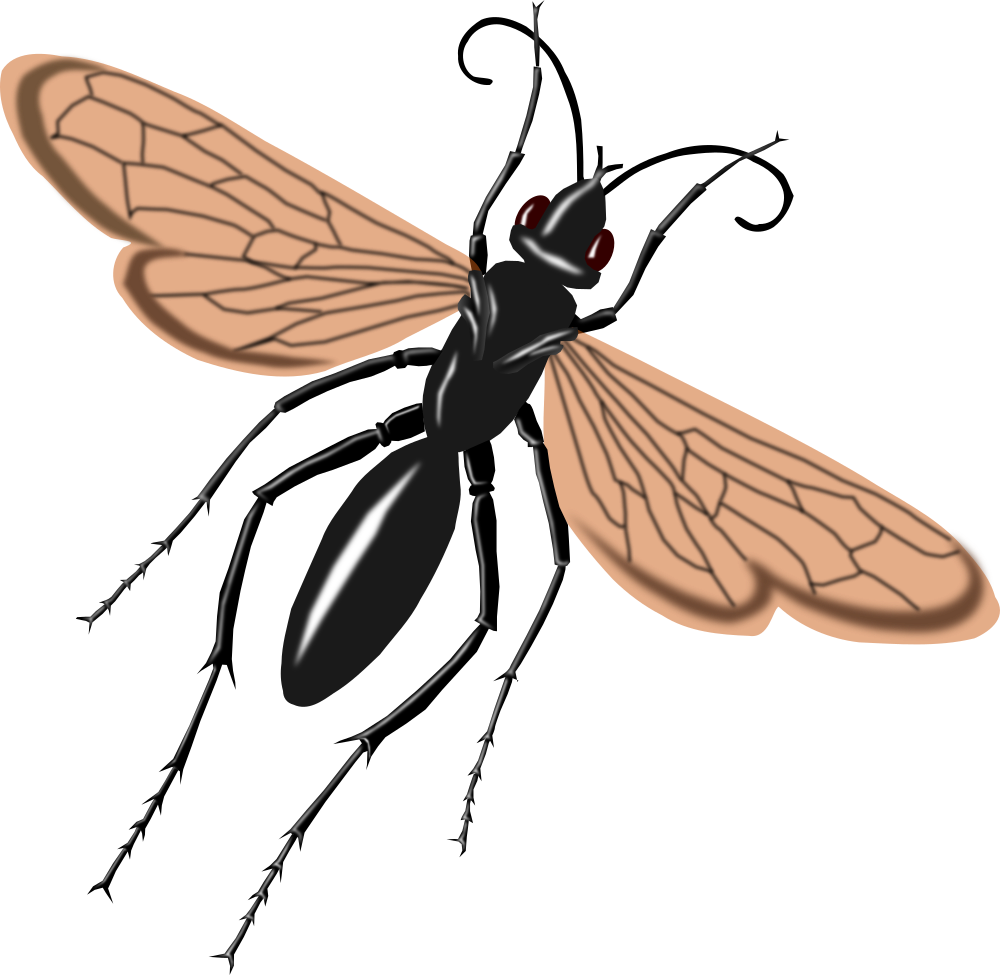 Onlinelabels Clip Art Tarantual Hawk Wasp
